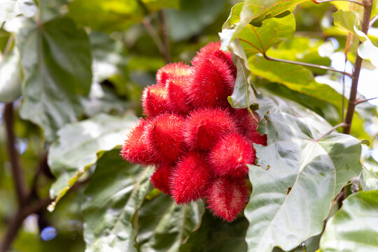 Flores e frutos do Urucum