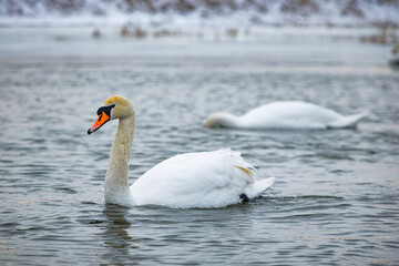 Obraz premium Peaceful winter landscape in Poland featuring a snowy rural countryside, frozen river, bare trees, swan and soft cold morning light in Eastern Europe