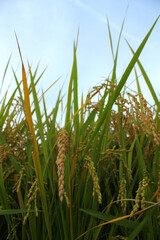 Obraz premium autumn golden rice field.