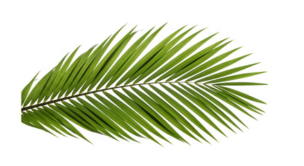 Obraz premium Vibrant green palm leaf isolated on transparent background