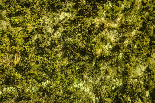 Leuchtend gr&uuml;ne Moos-Textur mit nat&uuml;rlicher Lichtstruktur