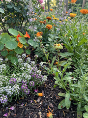 A mixture of annual flowers and aromatic plants to attract ladybugs and combat aphids.