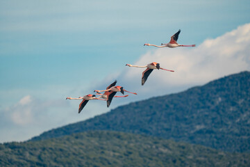 Italy Tuscany province of Grosseto Principina beach Maremma Natural Park colony of flamingos in flight