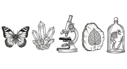 A collection of scientific and natural curiosities including a butterfly, crystals, a microscope, a fossilized leaf, and a skeleton under a bell jar. © Friska
