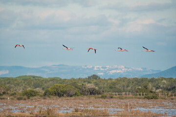 Italy Tuscany province of Grosseto Principina beach Maremma Natural Park colony of flamingos in flight
