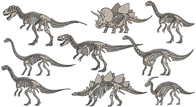 A collection of detailed skeletal illustrations of various dinosaur species, showcasing their anatomical structures.