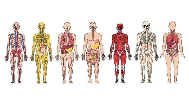 Anatomical illustrations showcasing the human body's systems including circulatory, nervous, respiratory, digestive, muscular, skeletal, and integumentary systems.