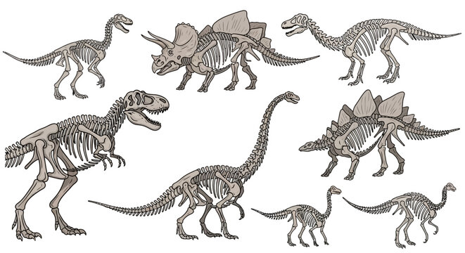 Collection of detailed skeletal illustrations of various dinosaur species, showcasing their unique anatomical structures.