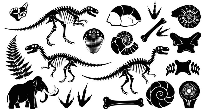 Collection of dinosaur skeletons, mammoth, fossils, trilobites, ammonites, and fern leaves, representing prehistoric life and paleontology.