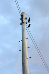Obraz premium electric pole with evening sky background
