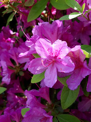 close-up pink royal azalea blossoms