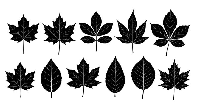A collection of black silhouettes of various types of deciduous leaves, showcasing different shapes and venation patterns.