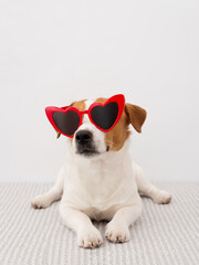 Funny Jack Russell Terrier dog with red sunglasses lying on a white background
