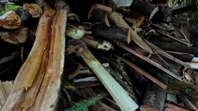 Man holding heavy handsaw Axe in lumberjack hands chopping or cutting wood trunks