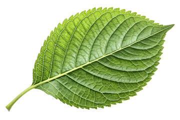 Obraz premium Single green leaf with prominent veins and serrated edges