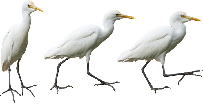 adult white egret isolated white background, bird with white feathers yellow beak and long dark legs, full body view in different angles