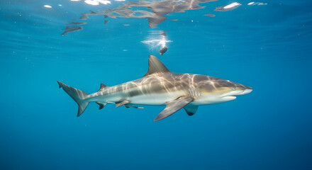 Under the ocean waves, a majestic grey shark swims with its sleek body and powerful fins