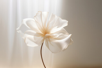 Obraz premium Delicate white flower illuminated in soft light