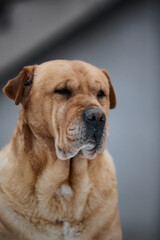 Obraz premium Shar Pei and Golden Retriever mix breed dog posing for a photo