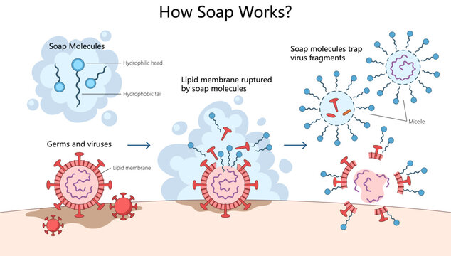 soap molecules break down lipid membranes of viruses and trap them in micelles for removal diagram hand drawn schematic vector. Science educational illustration