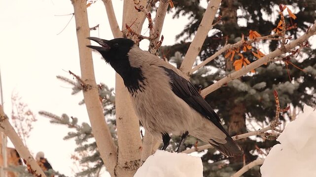 Hooded crow standing on snow-covered branches of a bare winter tree and cawing into the cold air, capturing a dramatic wild winter moment suitable for urban wildlife and wild birds visuals. 