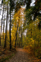 Obraz premium Forest Path Autumn Birch Tree Lined.Fall forest background with hiking trail 