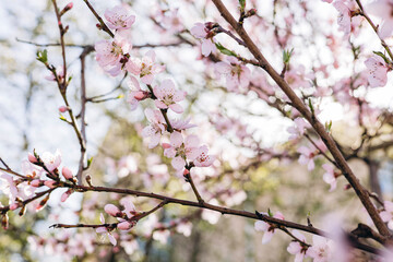 Obraz premium Close-up of blooming cherry or sakura branches with delicate pink flowers.
