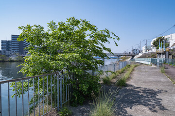 鮮やかな緑の木と川沿いのフェンス付きの歩道