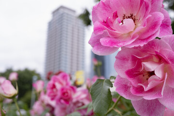 都市のビルを背景にした手前の鮮やかなピンクのバラ