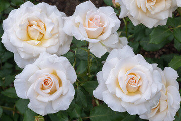美しく咲き誇る数輪のクリーム色と白のバラ