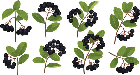 Flat vector illustration set of ripe black aronia berries and elderberry sprigs with green leaves for antioxidant superfood nutrition and herbal medicine. © MdGohurul