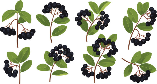Flat vector illustration set of ripe black aronia berries and elderberry sprigs with green leaves for antioxidant superfood nutrition and herbal medicine.