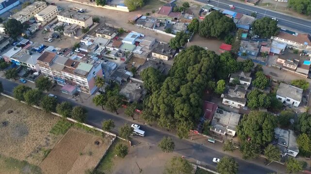 Aerial View of Mango Tree Canopy in Residential Area of Maputo, Mozambique