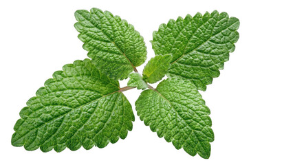 Fresh green lemon balm or mint sprig isolated in studio light © md