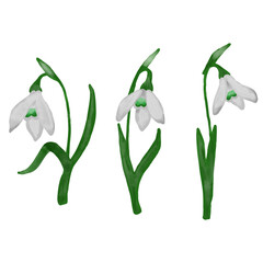 Fototapeta premium Hand-painted watercolor snowdrop flower set featuring delicate early spring blossoms in soft natural tones. Botanical clipart collection with gentle watercolor textures