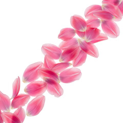 Fototapeta premium Pink Tulip Petals on transparent Background