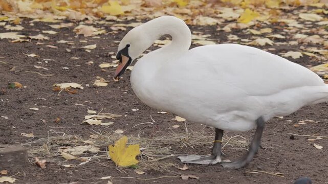 Graceful white swan stands on earthy ground, surrounded by a carpet of yellow autumn leaves. The scene captures quiet elegance and the subtle transition of seasons, evoking a serene, contemplative moo