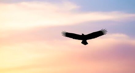 Fototapeta premium Silhouetted Eagle Flying in Sunset Sky