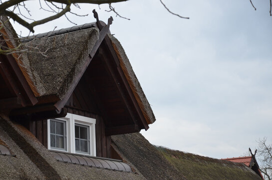 Reetdach mit Gaupe und zwei Schlangen im Spreewald 