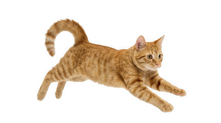 An orange tabby cat jumping through the air with a white background