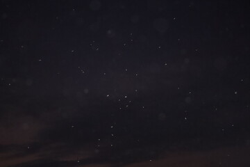 Fototapeta premium Swarm of Flying Termites (Alates) Against Dark Night Sky