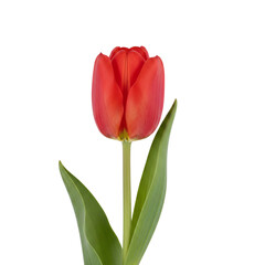 Fototapeta premium Single red tulip flower with green leaves