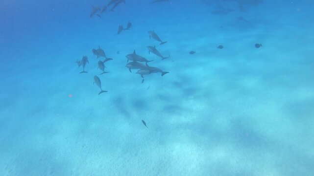 Gro&szlig;e Schule Delfine. Delfin Gruppe im Ozean