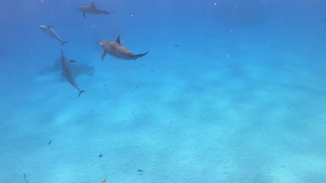 Delfine frei im Meer