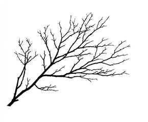 Obraz premium A silhouetted black tree branch spreads across a white background. It's bare, wintery