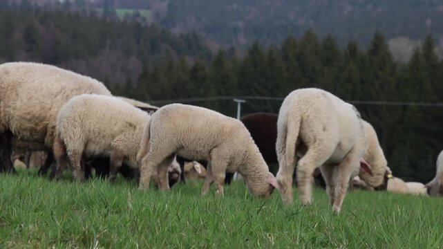 Schafe und L&auml;mmer im freien grasen auf der Wiese