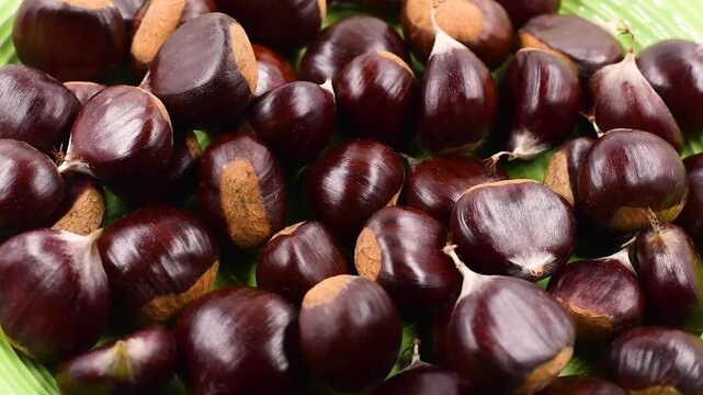 Pile of raw chestnuts from the province of Frosinone in the Italian Lazio region,high angle view on green plate,close-up,rotating video.