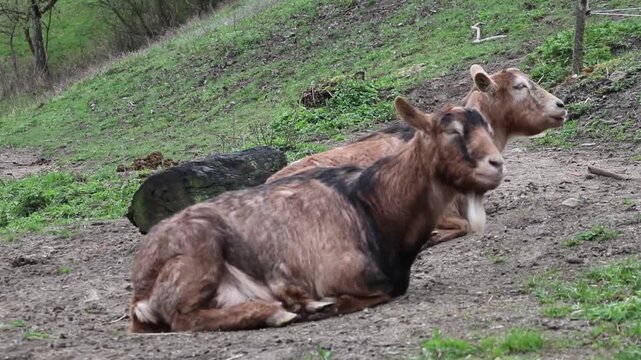Ziegen auf einem Bauernhof