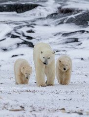 Polar bear mama and her cubs © Leanne