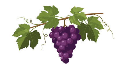 Obraz premium Lush bunch of ripe purple grapes hanging from a leafy vine, depicting fresh, juicy fruit ready for harvest or